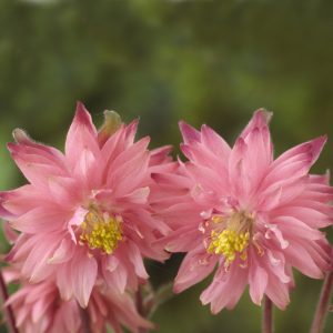 Aquilegia vulgaris var. stellata plena ‘Rose Barlow’ <p>ROSE BARLOW COLUMBINES</p>