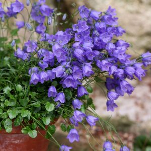 Campanula cochleariifolia 'Blue Baby' <p>BLUE FAIRY THIMBLES</p>