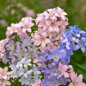 Campanula lactiflora 'New Hybrids' <p>NEW MILKY BELLFLOWERS</p>