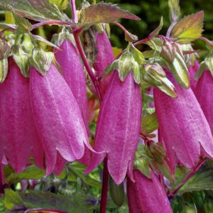 Campanula punctata f. rubriflora <p>BEETROOT BELLFLOWERS</p>