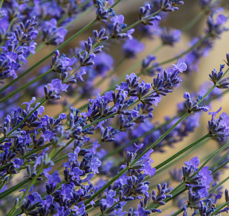 Lavandula angustifolia <p>'Hidcote Blue' <p>HIDCOTE BLUE LAVENDER</p>