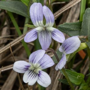 Viola pumila <p>DWARF MEADOW VIOLET</p>