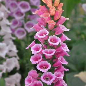 Digitalis purpurea <p>'Candy Mountain' <p>CANDY MOUNTAIN FOXGLOVES <p>No Tas.</p>