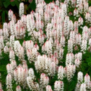 Tiarella wherryi <p>'Sugar Scoop' <p>SUGAR FOAM FLOWER <p>Syn. Tiarella cordifolia var. collina</p>