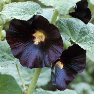 Alcea rosea var. Nigra <p>'Jet Black' <p>JET BLACK HOLLYHOCKS</p>