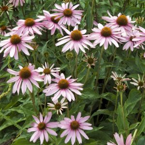 Echinacea angustifolia <p>NARROW LEAF CONEFLOWER <p>Medicinal Echinacea</p>
