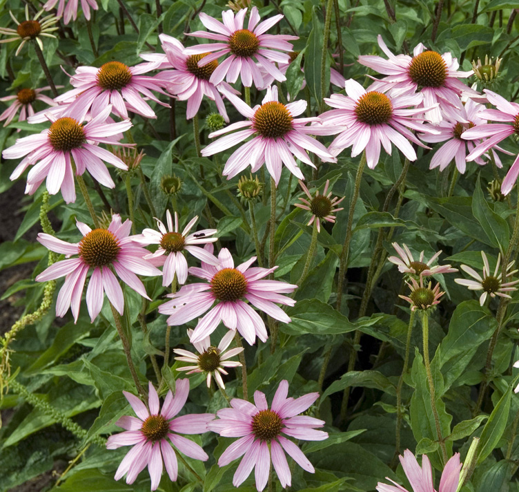Echinacea angustifolia <p>NARROW LEAF CONEFLOWER <p>Medicinal Echinacea</p>