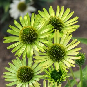 Echinacea purpurea <p>'Mellow Limes' <p>MELLOW LIMES CONEFLOWERS</p>