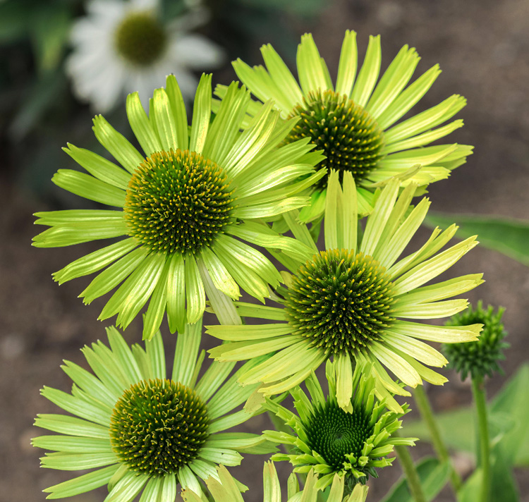 Echinacea purpurea <p>'Mellow Limes' <p>MELLOW LIMES CONEFLOWERS</p>