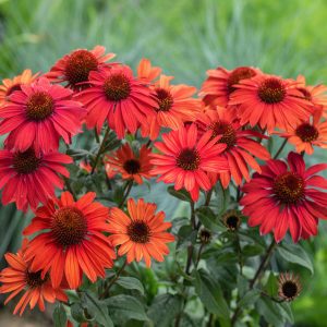 Echinacea purpurea <p>'Mellow Scarlets' <p>MELLOW SCARLET CONEFLOWERS</p>
