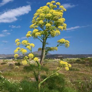 Ferula communis ssp. cardonae <p>GIANT SICILIAN FENNEL</p>