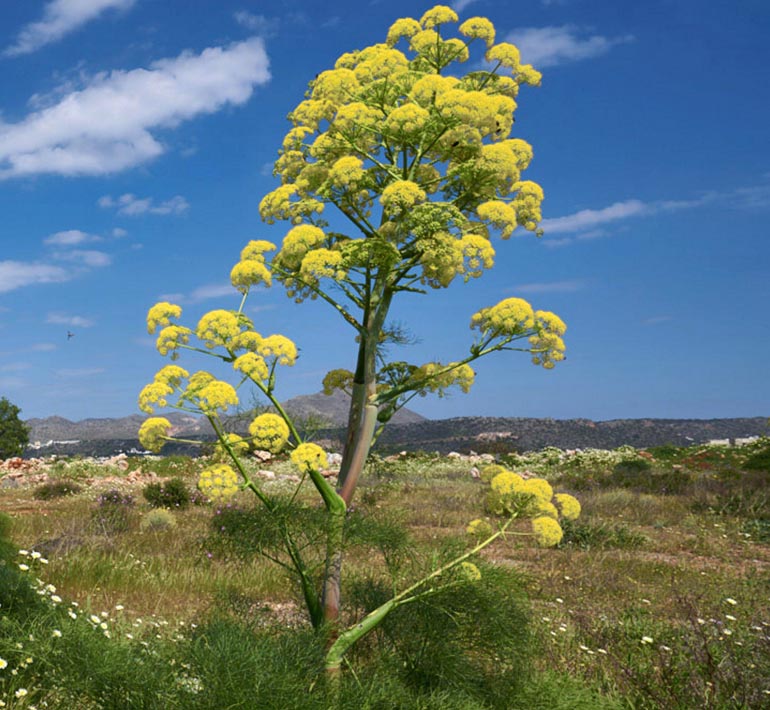 Ferula communis ssp. cardonae <p>GIANT SICILIAN FENNEL</p>