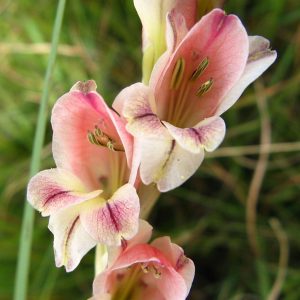 Gladiolus crassifolius <p>AFRICAN GLADDIES <p>COLLECTOR'S PACK</p>
