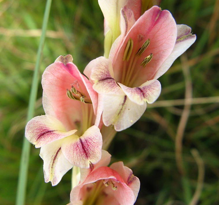 Gladiolus crassifolius <p>AFRICAN GLADDIES <p>COLLECTOR'S PACK</p>