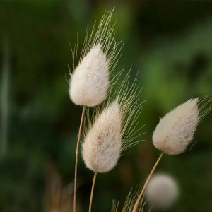 Lagurus ovatus <p>'Bunny Tails' <p>BUNNY TAILS <p>BULK FLOWER FARMERS PACK</p>