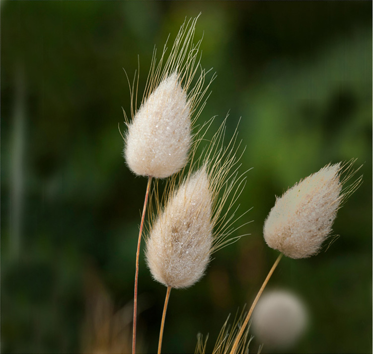 Lagurus ovatus <p>'Bunny Tails' <p>BUNNY TAILS <p>BULK FLOWER FARMERS PACK</p>