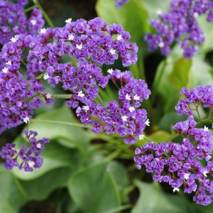 Limonium perezii <p>SEA LAVENDER</p>
