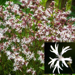 Lychnis flos-cuculi <p>‘White Robin’ <p>WHITE RAGGED ROBIN</p>
