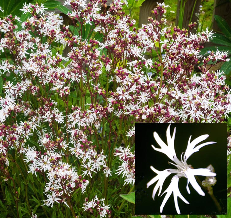 Lychnis flos-cuculi <p>‘White Robin’ <p>WHITE RAGGED ROBIN</p>