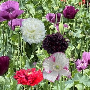 Papaver paeoniflorum <p>SINGLE & DOUBLE PEONEY POPPIES MIX <p>Syn. P. somniferum cv. paeoniflorum <p>No TAS</p>