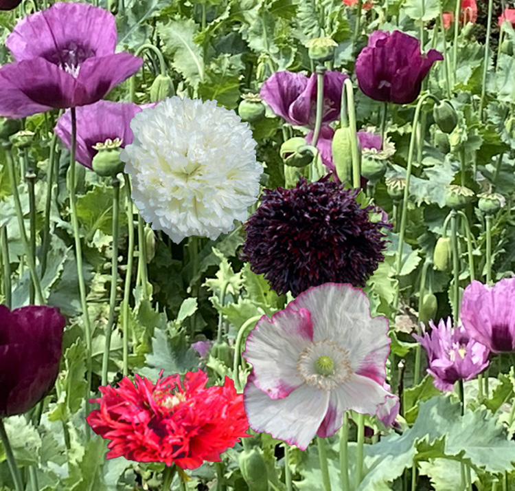 Papaver paeoniflorum <p>SINGLE & DOUBLE PEONEY POPPIES MIX <p>Syn. P. somniferum cv. paeoniflorum <p>No TAS</p>