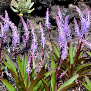 Scilla latifolia <p>GIANT SQUILLS</p>