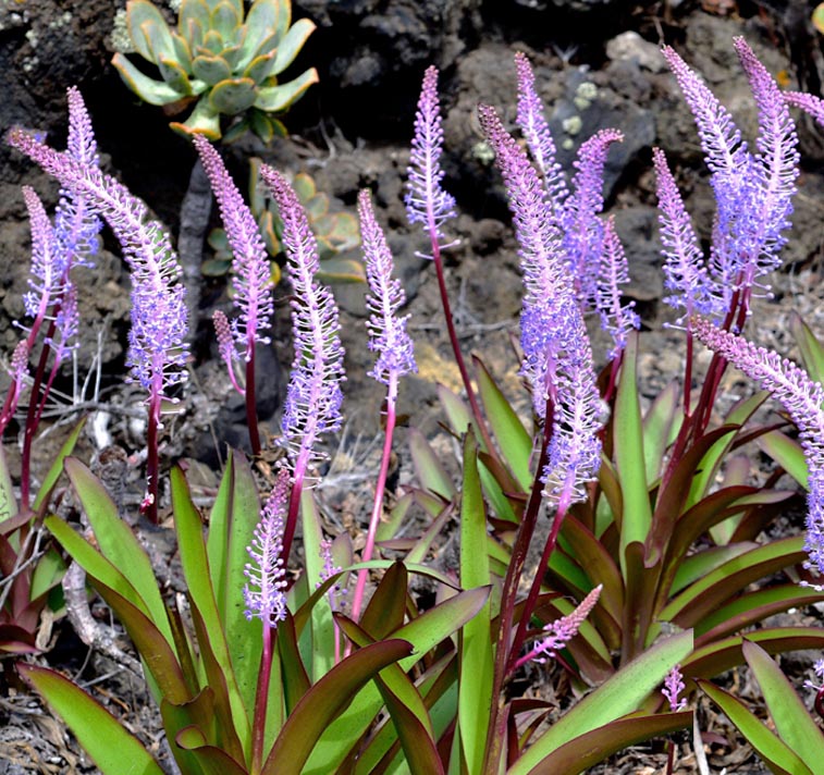 Scilla latifolia <p>GIANT SQUILLS</p>