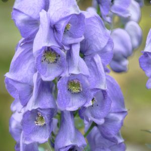 Aconitum carmichaelii ‘Spatlese’ <p>SOFT BLUE MONKSHOOD</p>