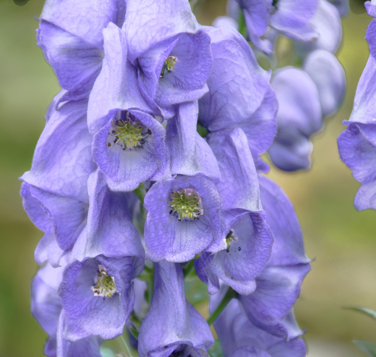 Aconitum carmichaelii ‘Spatlese’ <p>SOFT BLUE MONKSHOOD</p>