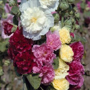 Alcea rosea <p>'Chater's Double Mix' <p>MIXED DOUBLE HOLLHOCKS</p>