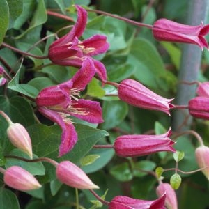 Clematis texensis <p>TEXAS CLEMATIS</p>