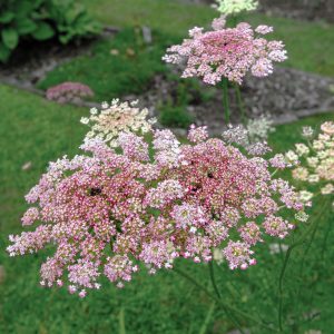 Daucus carota <p>'Dara' Bulk <p>CHOCOLATE LACE FLOWERS <p>BULK FLOWER FARMER'S PACK</p>