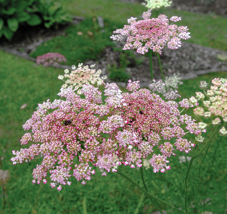 Daucus carota <p>'Dara' Bulk <p>CHOCOLATE LACE FLOWERS <p>BULK FLOWER FARMER'S PACK</p>