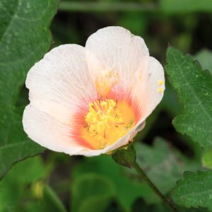 Malvastrum lateritium <p>TRAILING MALLOW</p>