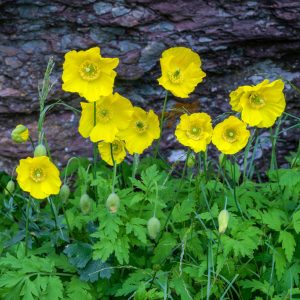 Meconopsis cambrica <p>WELSH POPPIES</p>