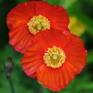 Meconopsis cambrica <p>'Francis Perry' <p>FRANCES PERRY'S RED WELSH POPPIES</p>
