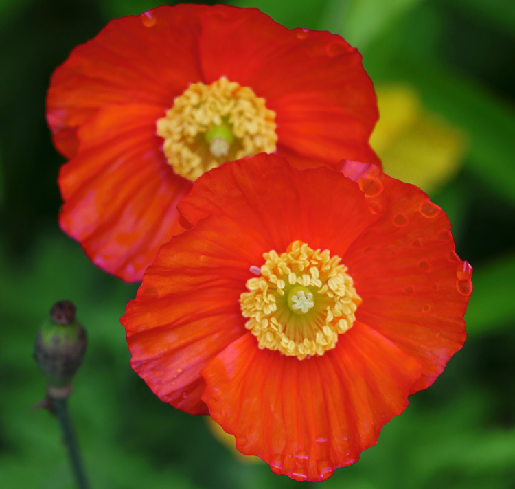 Meconopsis cambrica <p>'Francis Perry' <p>FRANCES PERRY'S RED WELSH POPPIES</p>