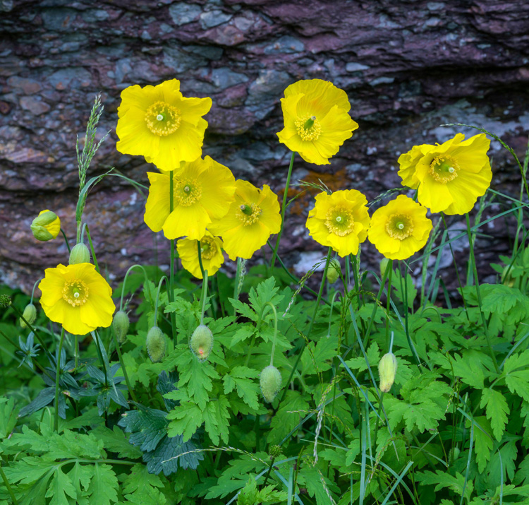 Meconopsis cambrica <p>WELSH POPPIES</p>