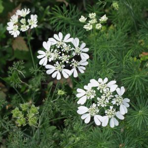 Orlaya grandiflora <p>WHITE LACE FLOWERS <p>No Tas / No WA</p>