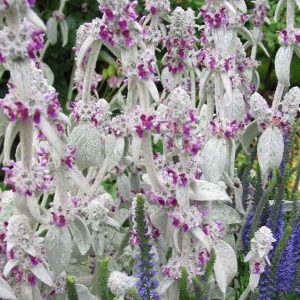 Stachys byzantina <p>WOOLLY LAMB'S EARS</p>