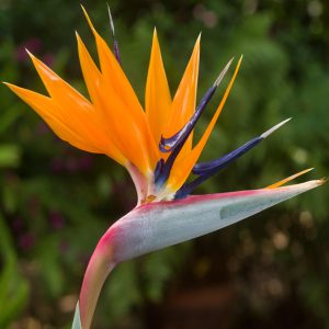 Strelitzia reginae 'Dwarf Form' <p>DWARF BIRD OF PARADISE <p>COLLECTOR'S PACK</p>