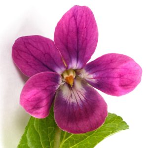 Viola odorata <p>f. rubra <p>ROSE PINK VIOLETS</p>
