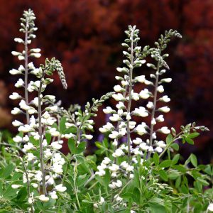 Baptisia australis 'Alba' <p>WHITE FALSE INDIGO</p>