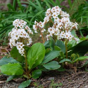 Bergenia cordifolia <p>'Showtime' <p>WHITE WINTER BERGENIAS</p>