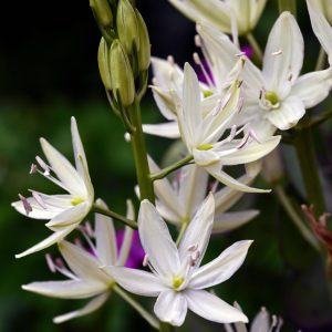 Camassia leichtlinii 'Alba' <p>WHITE CAMAS</p>