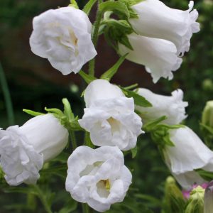 Campanula medium flore plena 'White Double' <p>WHITE DOUBLE CANTERBURY BELLS</p>