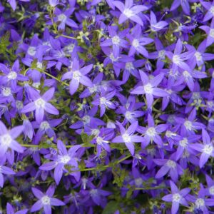 Campanula garganica 'Filigree' <p>FILIGREE STARS</p>
