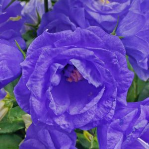 Campanula medium flore plena 'Blue Double' <p>BLUE DOUBLE CANTERBURY BELLS</p>