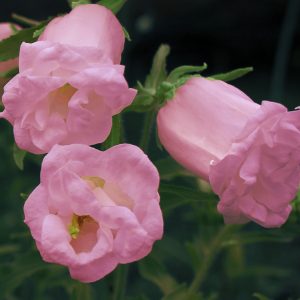 Campanula medium flore plena 'Pink Double' <p>PINK DOUBLE CANTERBURY BELLS</p>