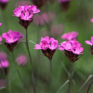Dianthus carthusianorum <p>CARTHUSIAN PINK</p>